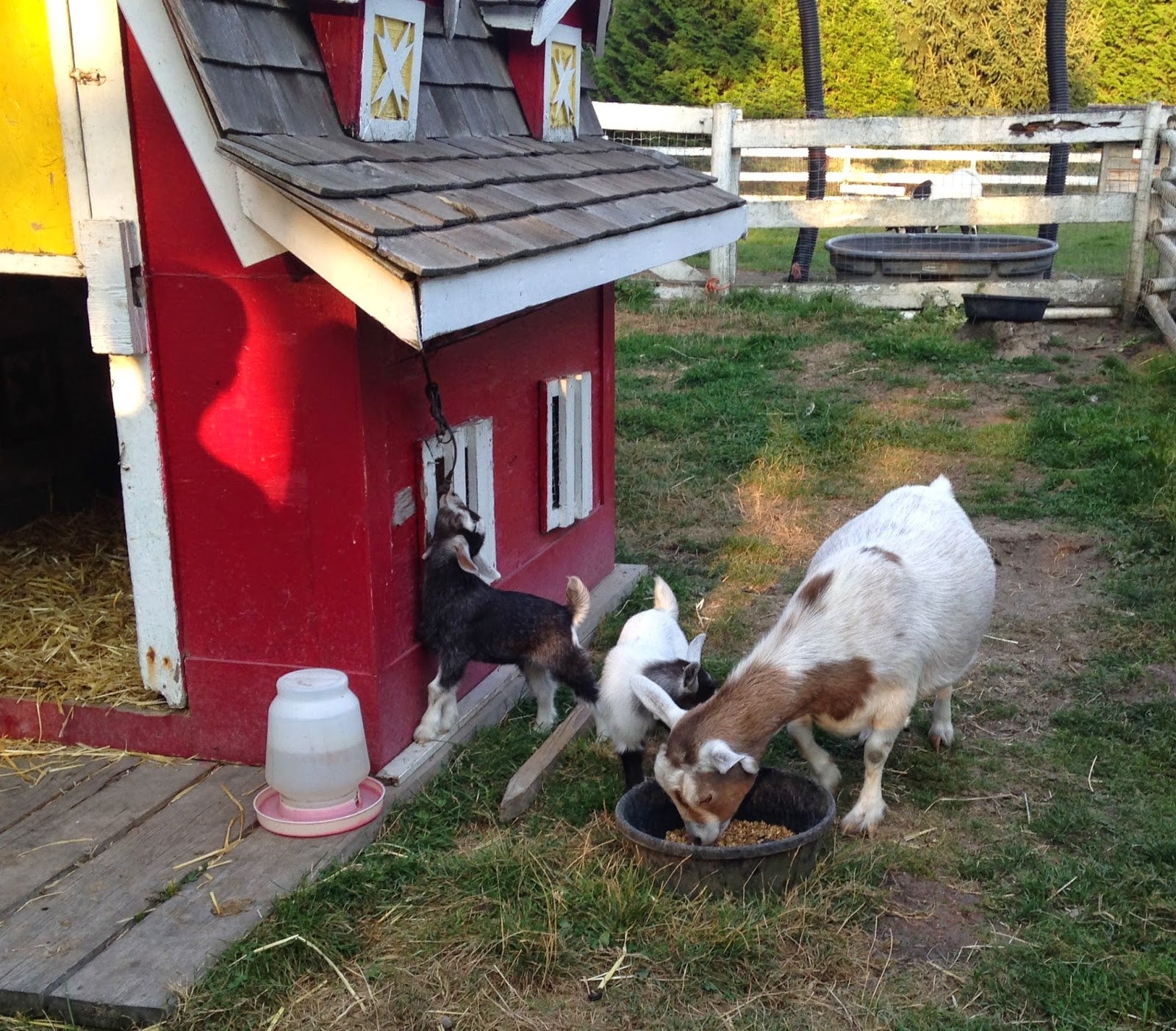 RCF_Goats.jpg